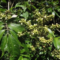 Lepisanthes tetraphylla var. tetraphylla (Vahl) Radlk.